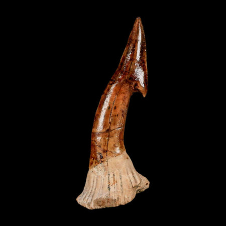XL 2.8" Sawfish Fossil Tooth Barb Onchopristis Numidus Cretaceous Dinosaur Era COA