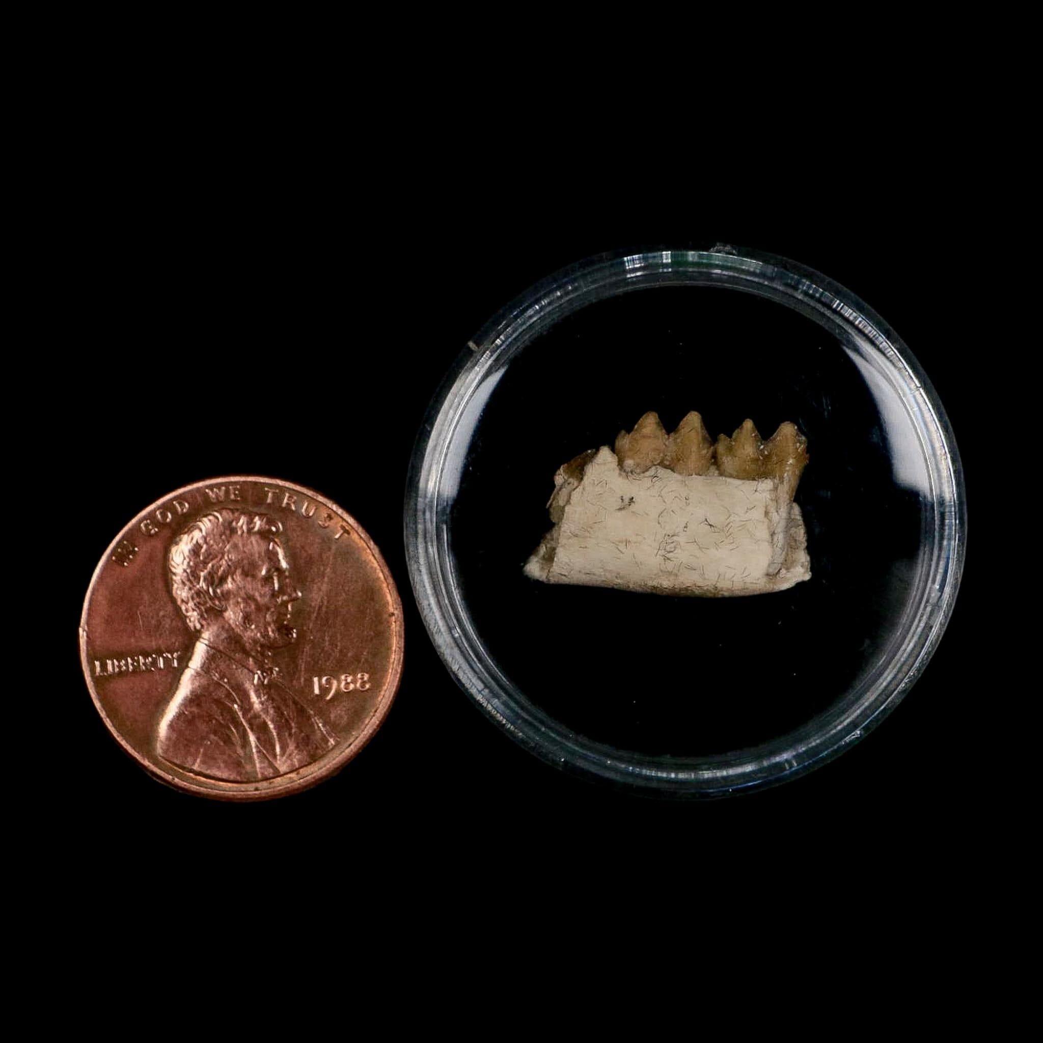 0.7" Leptomeryx Evansi Oligocene Age Fossil Deer Jaw Teeth Wyoming Display COA - Fossil Age Minerals