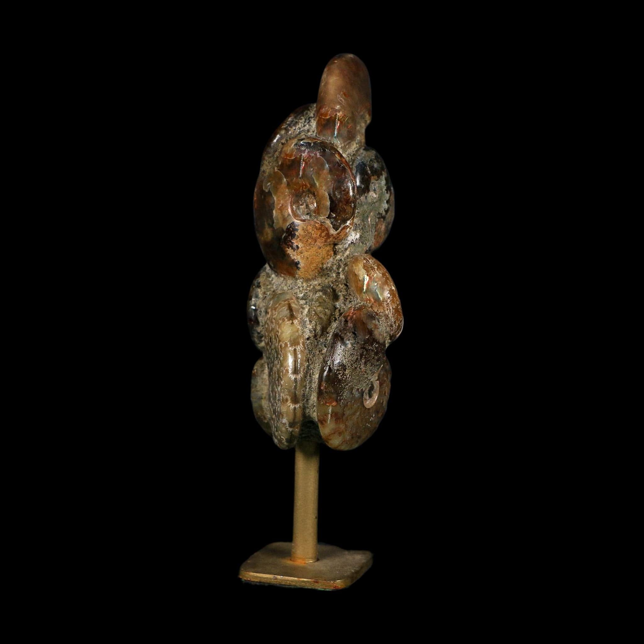 4.9" Iridescent Red Cleoniceras Ammonites Fossil Cluster on Stand Jurassic Age