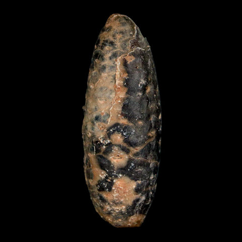 2" Fossil Pine Cone Equicalastrobus Replaced By Agate Eocene Age Seeds Fruit - Fossil Age Minerals