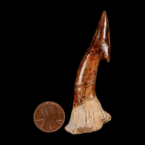 XL 2.8" Sawfish Fossil Tooth Barb Onchopristis Numidus Cretaceous Dinosaur Era COA