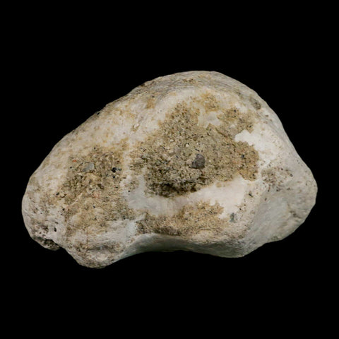 3.9" Brontothere Fossil Knee Bone Eocene Age Badlands S Dakota Titanothere COA - Fossil Age Minerals