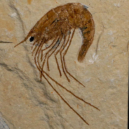 1.8" Fossil Shrimp Carpopenaeus Cretaceous Age 100 Mil Yrs Old Lebanon COA