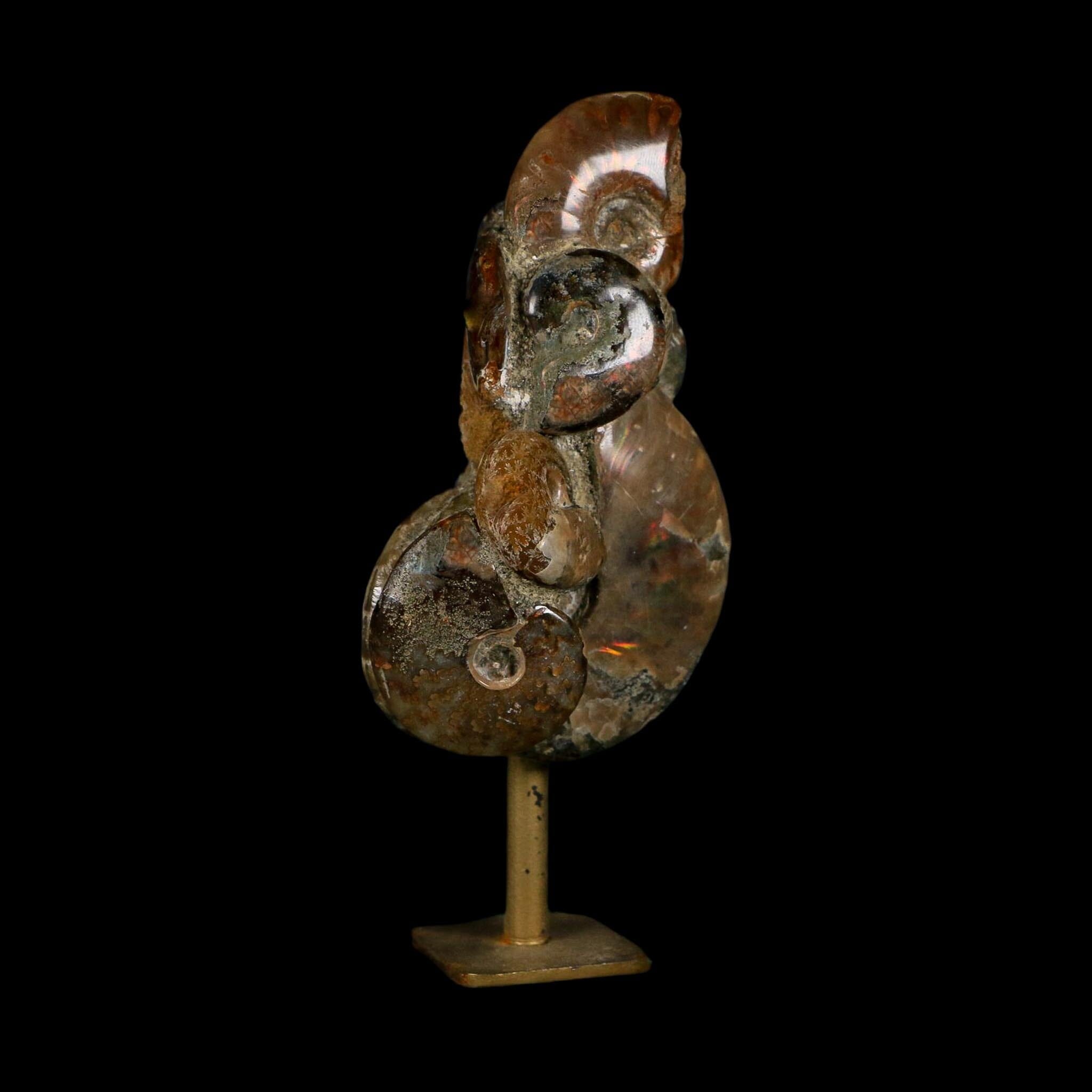 4.9" Iridescent Red Cleoniceras Ammonites Fossil Cluster on Stand Jurassic Age