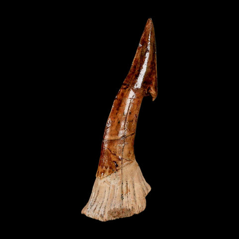 XL 2.8" Sawfish Fossil Tooth Barb Onchopristis Numidus Cretaceous Dinosaur Era COA
