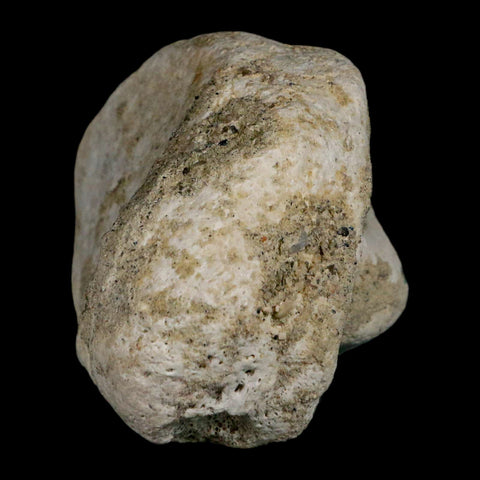 3.9" Brontothere Fossil Knee Bone Eocene Age Badlands S Dakota Titanothere COA - Fossil Age Minerals