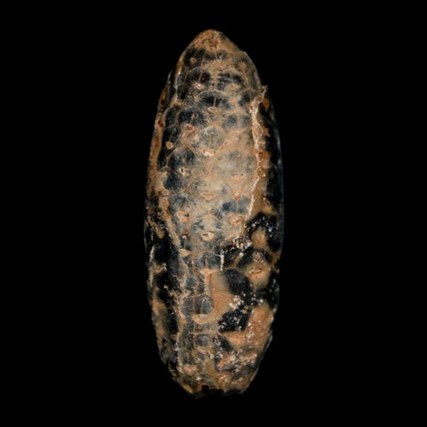 2" Fossil Pine Cone Equicalastrobus Replaced By Agate Eocene Age Seeds Fruit - Fossil Age Minerals