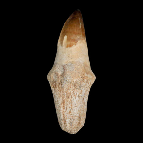 XL 3.8" Mosasaur Prognathodon Fossil Tooth Rooted Cretaceous Dinosaur Era COA - Fossil Age Minerals