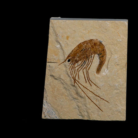 1.8" Fossil Shrimp Carpopenaeus Cretaceous Age 100 Mil Yrs Old Lebanon COA
