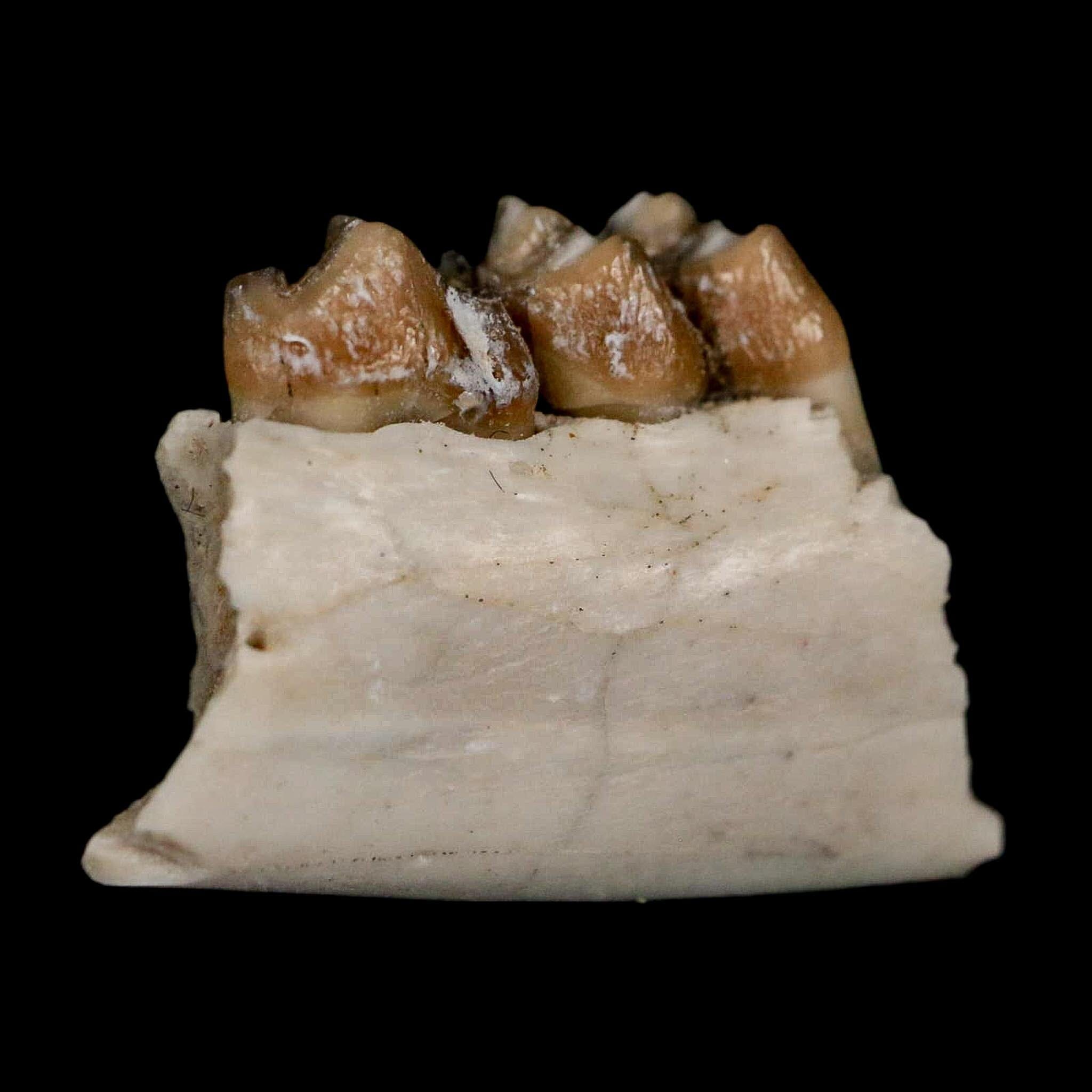 0.7" Leptomeryx Evansi Oligocene Age Fossil Deer Jaw Teeth Wyoming Display COA - Fossil Age Minerals