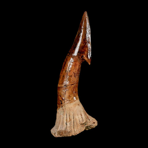 XL 2.8" Sawfish Fossil Tooth Barb Onchopristis Numidus Cretaceous Dinosaur Era COA