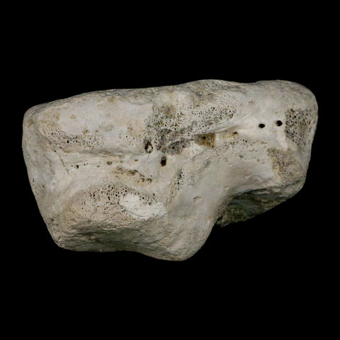 3.9" Brontothere Fossil Knee Bone Eocene Age Badlands S Dakota Titanothere COA - Fossil Age Minerals