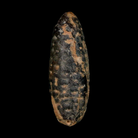 2" Fossil Pine Cone Equicalastrobus Replaced By Agate Eocene Age Seeds Fruit - Fossil Age Minerals