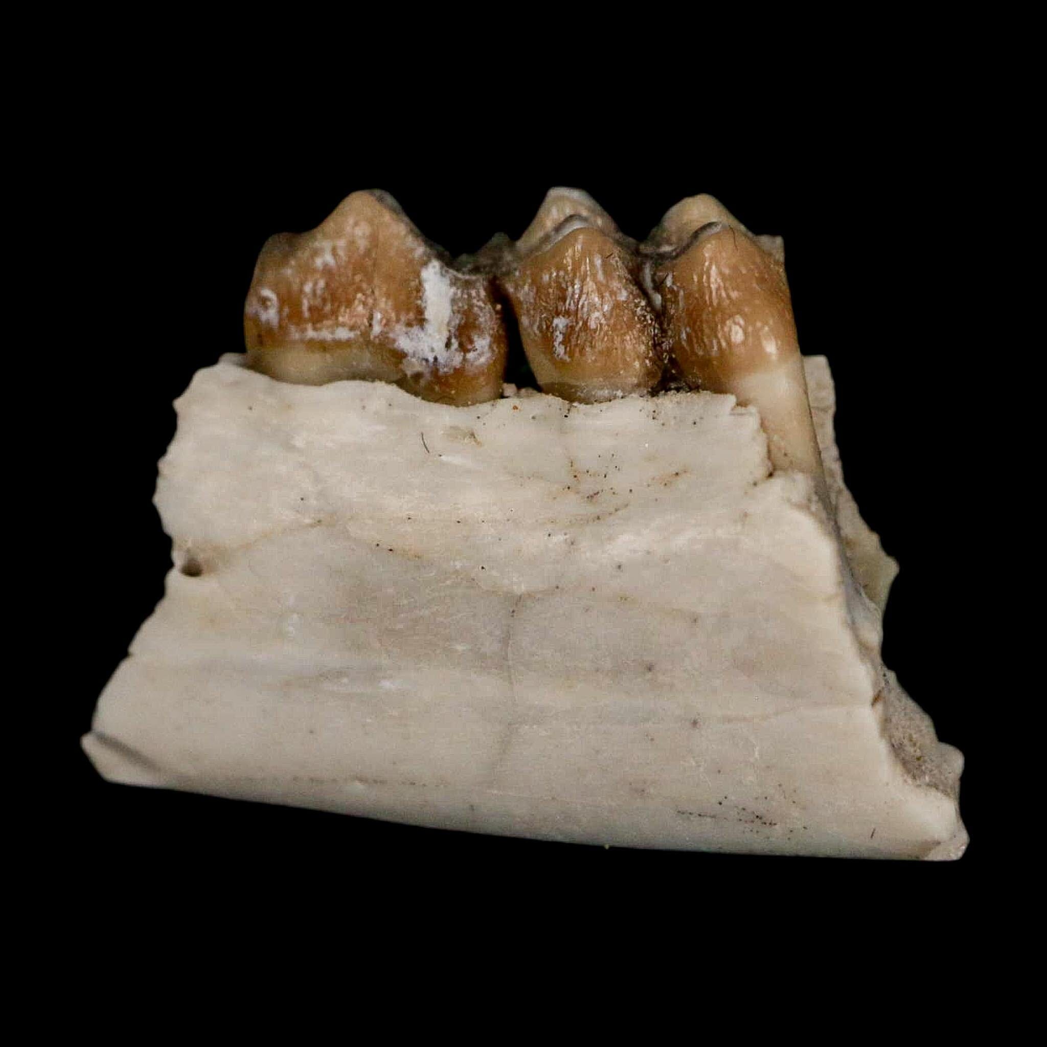 0.7" Leptomeryx Evansi Oligocene Age Fossil Deer Jaw Teeth Wyoming Display COA - Fossil Age Minerals