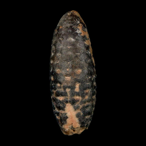 2" Fossil Pine Cone Equicalastrobus Replaced By Agate Eocene Age Seeds Fruit - Fossil Age Minerals