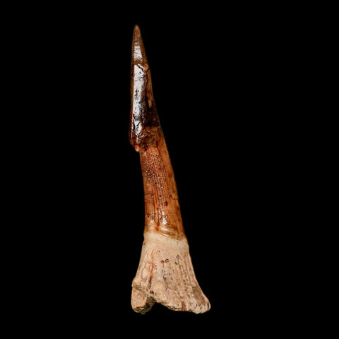 XL 2.8" Sawfish Fossil Tooth Barb Onchopristis Numidus Cretaceous Dinosaur Era COA