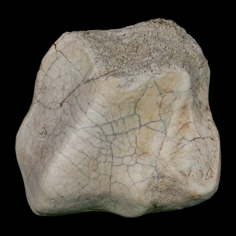 2.4" Brontothere Fossil Ankle Bone Eocene Age Badlands S Dakota Titanothere COA - Fossil Age Minerals