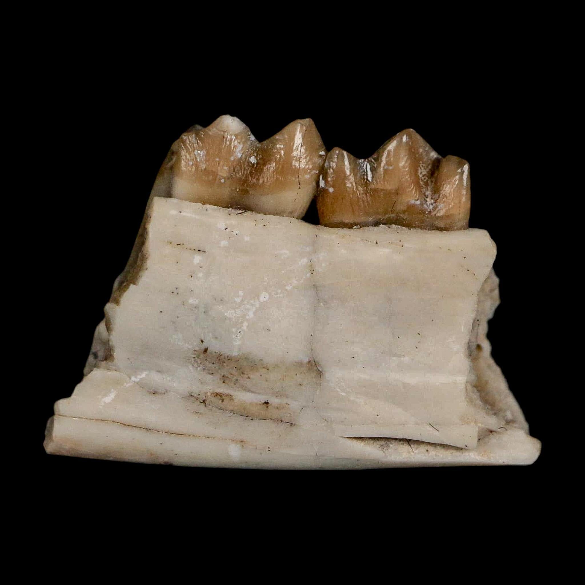 0.7" Leptomeryx Evansi Oligocene Age Fossil Deer Jaw Teeth Wyoming Display COA - Fossil Age Minerals