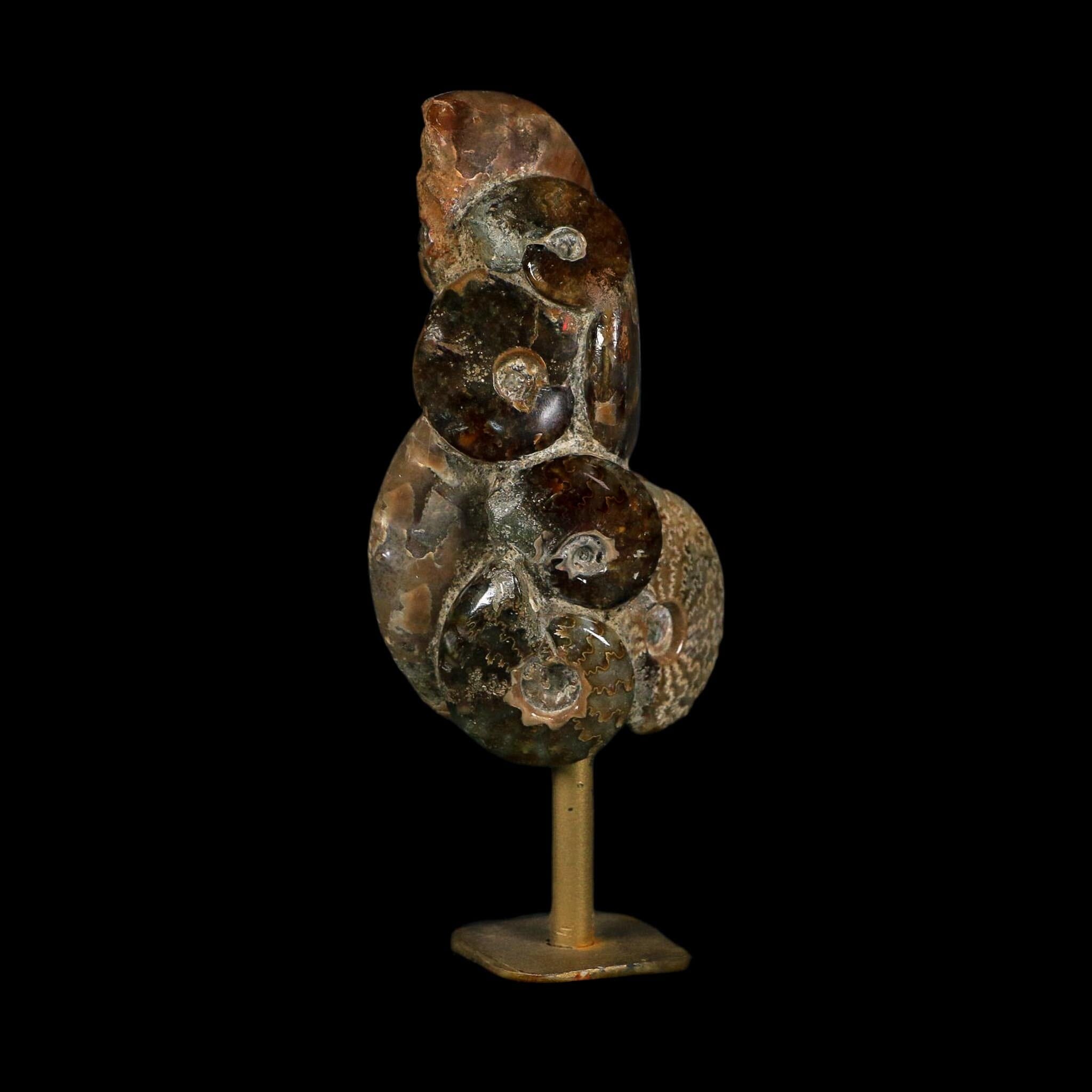 4.9" Iridescent Red Cleoniceras Ammonites Fossil Cluster on Stand Jurassic Age