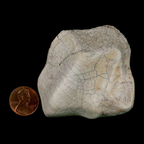 2.4" Brontothere Fossil Ankle Bone Eocene Age Badlands S Dakota Titanothere COA - Fossil Age Minerals