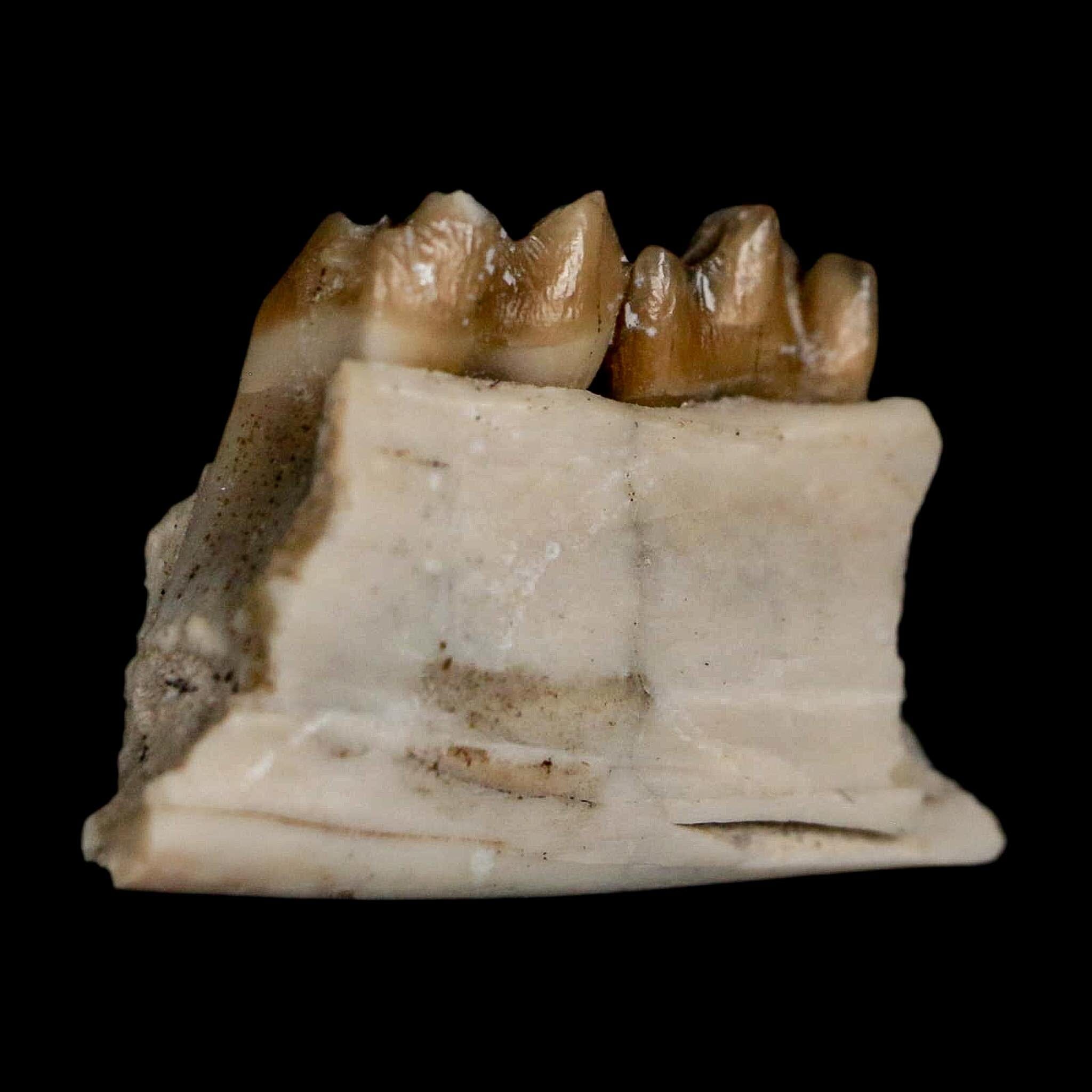 0.7" Leptomeryx Evansi Oligocene Age Fossil Deer Jaw Teeth Wyoming Display COA - Fossil Age Minerals