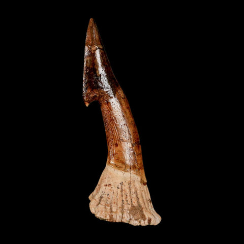 XL 2.8" Sawfish Fossil Tooth Barb Onchopristis Numidus Cretaceous Dinosaur Era COA