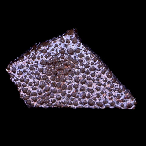 0.5" Megaloolithus Titanosaur Dinosaur Fossil Egg Shell Aix Basin France Display - Fossil Age Minerals