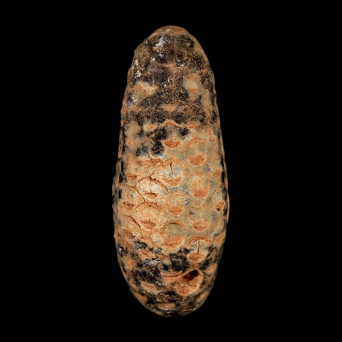 XL 2.1" Fossil Pine Cone Equicalastrobus Replaced By Agate Eocene Age Seeds Fruit - Fossil Age Minerals