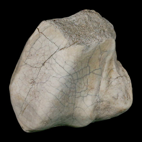 2.4" Brontothere Fossil Ankle Bone Eocene Age Badlands S Dakota Titanothere COA - Fossil Age Minerals