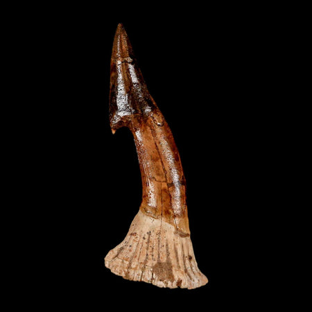 XL 2.8" Sawfish Fossil Tooth Barb Onchopristis Numidus Cretaceous Dinosaur Era COA