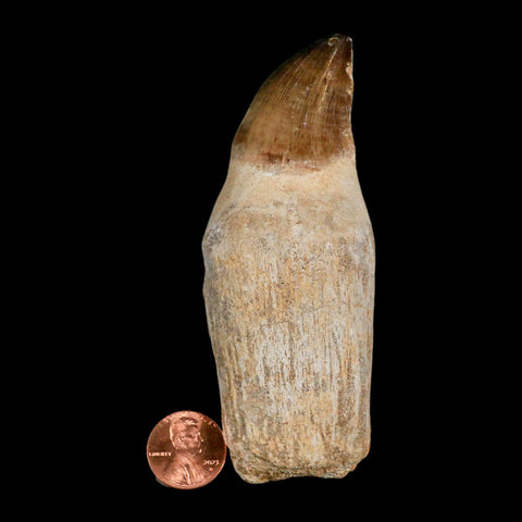 XL 4.1" Mosasaur Prognathodon Fossil Tooth Rooted Cretaceous Dinosaur Era COA - Fossil Age Minerals