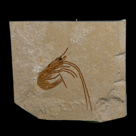 1.5" Fossil Shrimp Carpopenaeus Cretaceous Age 100 Mil Yrs Old Lebanon COA
