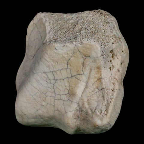 2.4" Brontothere Fossil Ankle Bone Eocene Age Badlands S Dakota Titanothere COA - Fossil Age Minerals