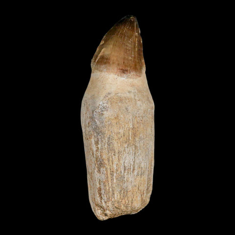 XL 4.1" Mosasaur Prognathodon Fossil Tooth Rooted Cretaceous Dinosaur Era COA - Fossil Age Minerals