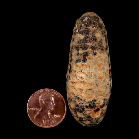 XL 2.1" Fossil Pine Cone Equicalastrobus Replaced By Agate Eocene Age Seeds Fruit - Fossil Age Minerals