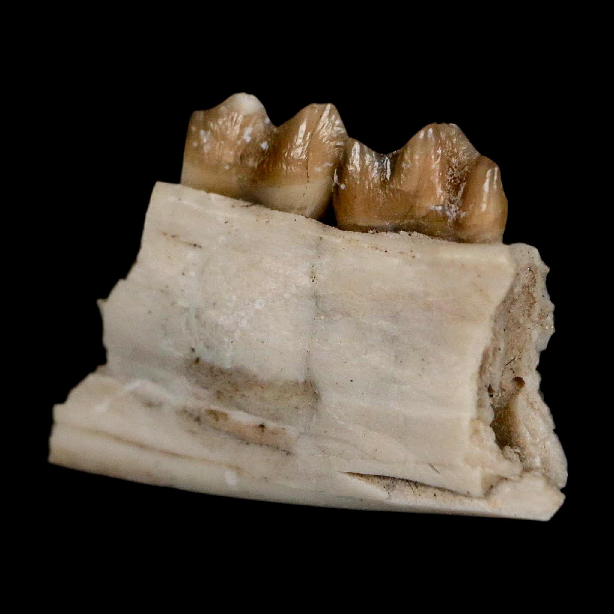 0.7" Leptomeryx Evansi Oligocene Age Fossil Deer Jaw Teeth Wyoming Display COA - Fossil Age Minerals