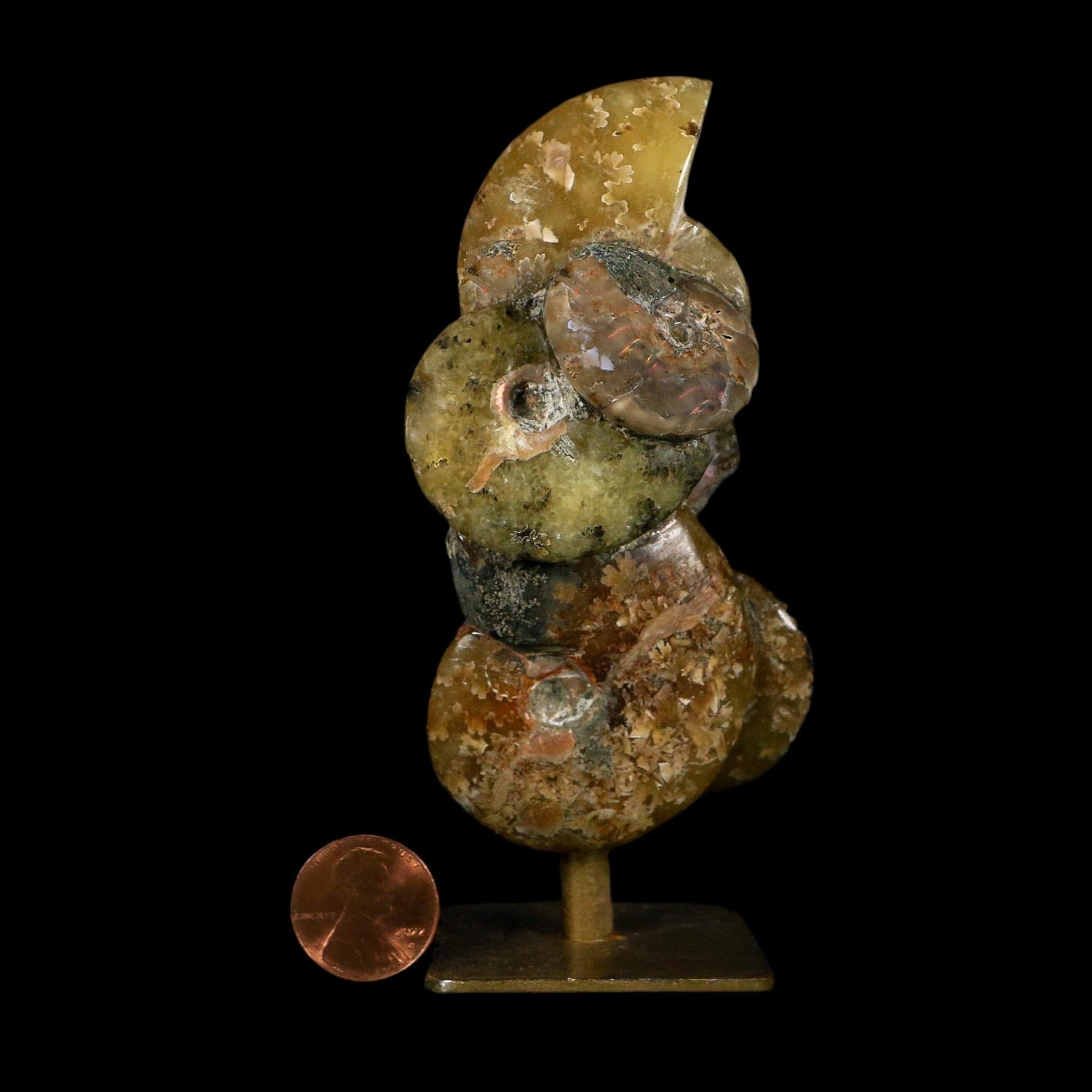 4.4" Cleoniceras Ammonite Fossil Cluster on Stand Madagascar Jurassic Age - Fossil Age Minerals