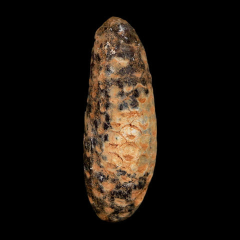 XL 2.1" Fossil Pine Cone Equicalastrobus Replaced By Agate Eocene Age Seeds Fruit - Fossil Age Minerals