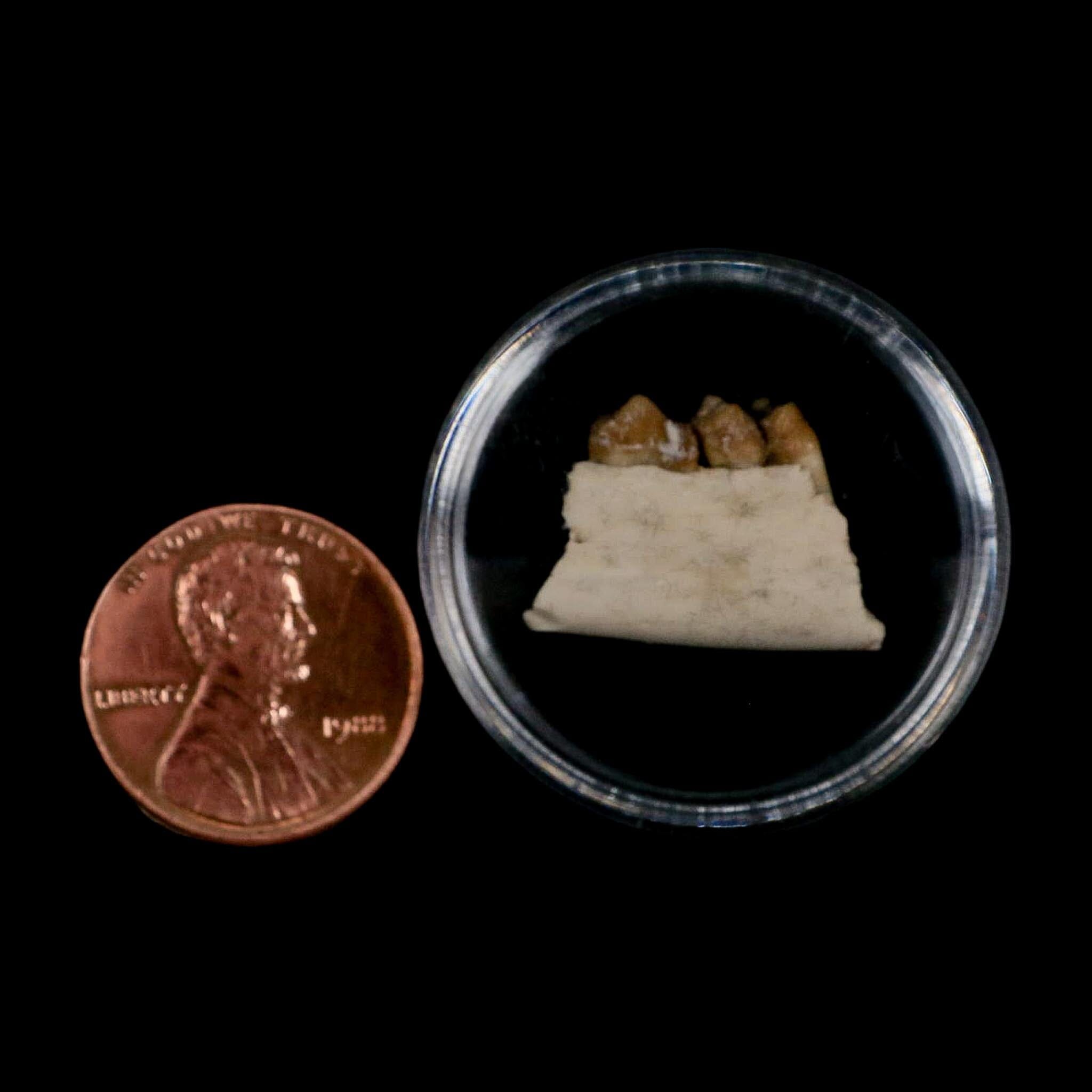 0.7" Leptomeryx Evansi Oligocene Age Fossil Deer Jaw Teeth Wyoming Display COA - Fossil Age Minerals