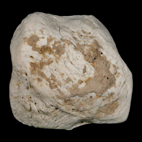 2.4" Brontothere Fossil Ankle Bone Eocene Age Badlands S Dakota Titanothere COA - Fossil Age Minerals