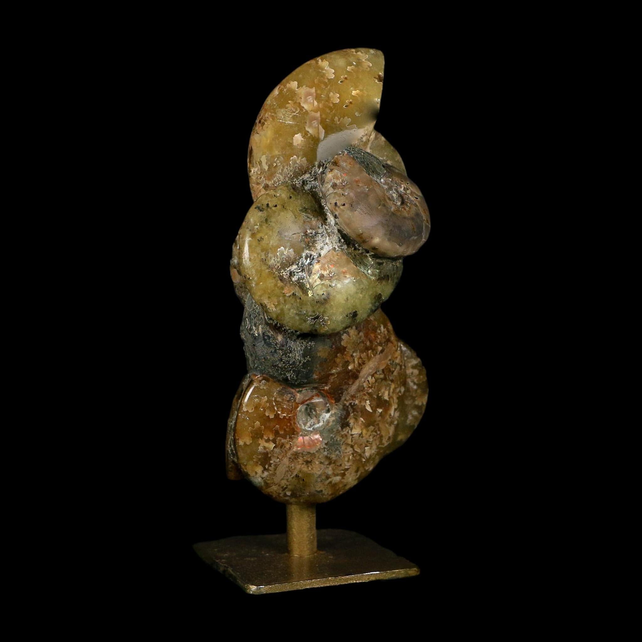 4.4" Cleoniceras Ammonite Fossil Cluster on Stand Madagascar Jurassic Age - Fossil Age Minerals