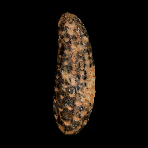 XL 2.1" Fossil Pine Cone Equicalastrobus Replaced By Agate Eocene Age Seeds Fruit - Fossil Age Minerals