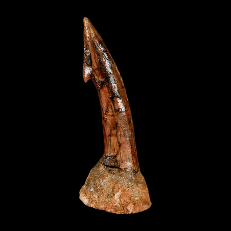 XL 2.6" Sawfish Fossil Tooth Barb Onchopristis Numidus Cretaceous Dinosaur Era COA