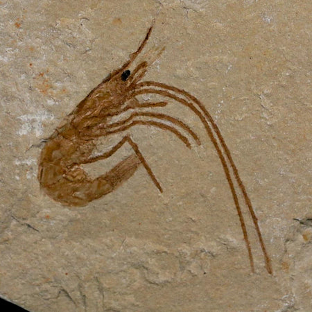 1.5" Fossil Shrimp Carpopenaeus Cretaceous Age 100 Mil Yrs Old Lebanon COA