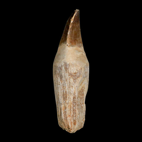 XL 4.1" Mosasaur Prognathodon Fossil Tooth Rooted Cretaceous Dinosaur Era COA - Fossil Age Minerals