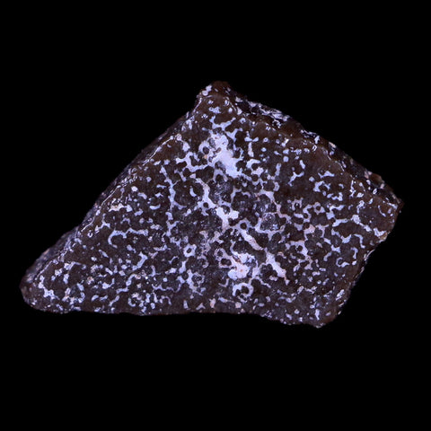 0.5" Megaloolithus Titanosaur Dinosaur Fossil Egg Shell Aix Basin France Display - Fossil Age Minerals
