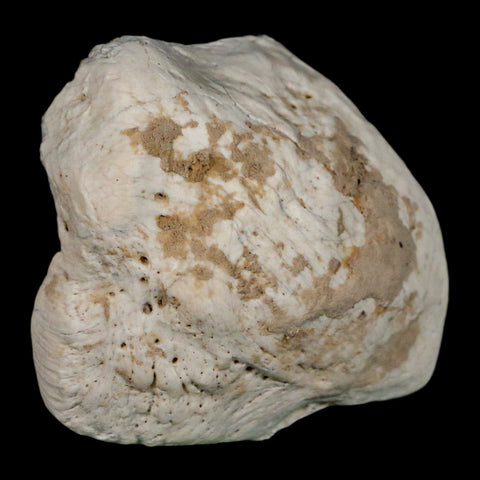 2.4" Brontothere Fossil Ankle Bone Eocene Age Badlands S Dakota Titanothere COA - Fossil Age Minerals