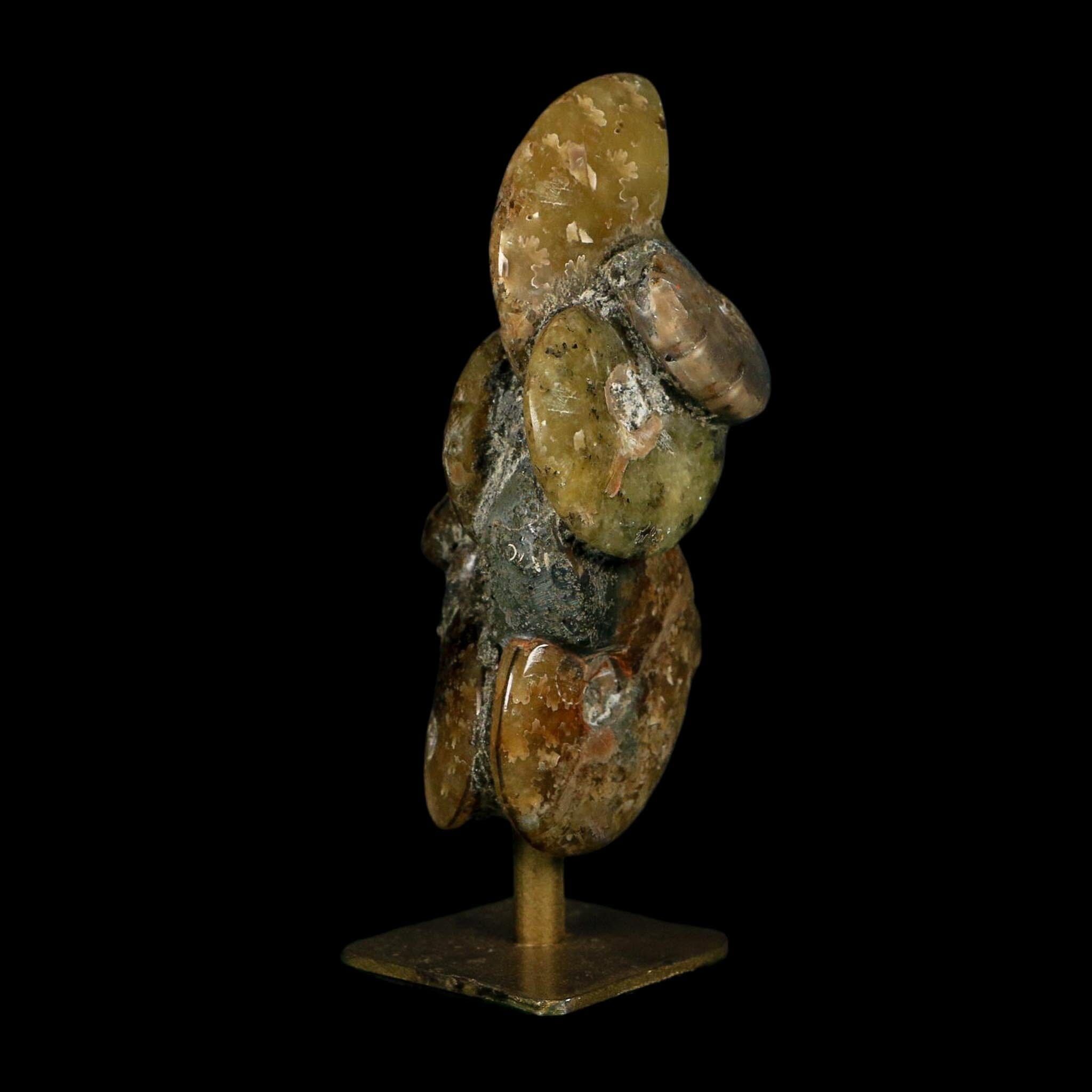 4.4" Cleoniceras Ammonite Fossil Cluster on Stand Madagascar Jurassic Age - Fossil Age Minerals