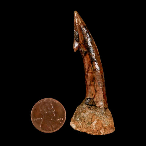 XL 2.6" Sawfish Fossil Tooth Barb Onchopristis Numidus Cretaceous Dinosaur Era COA