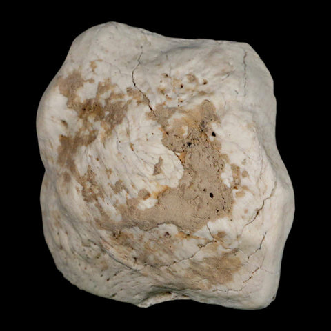 2.4" Brontothere Fossil Ankle Bone Eocene Age Badlands S Dakota Titanothere COA - Fossil Age Minerals